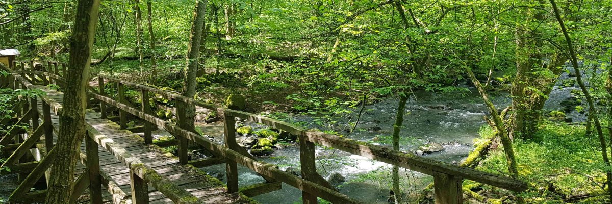 Die Holzbrücke über die Holzbach ist ein markantes Bildmotiv auf dem Rundweg des Wanderweges durch die Schlucht. Umrahmt wird der Weg von Eichen- und Mischwaldbäumen. Ein  Ausflug in den Hohen Westerwald lohnt sich um tief Durchatmen zu können.