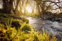 Sanfte Sonnenstrahlen durchdringen das Blätterdach und erleuchten die Nister bei Emmerichshain, während das ruhige Wasser friedlich durch die unberührte Landschaft fließt.