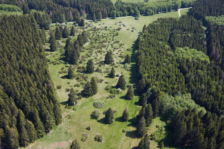 Blühende Wacholderheide bei Rennerod im Hohen Westerwald – ein idyllisches Naturparadies für Wanderer und Naturliebhaber, leicht von bei Westernohe und der Krombachtalsperre zu erreichen.