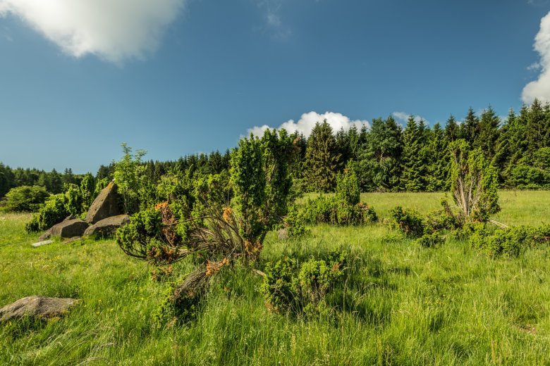 Die Wacholderheide bei Rennerod im Westerwald – ein Naturschutzgebiet für Wanderer und Naturliebhaber ganz in der Nähe von Westernohe und der Krombachtalsperre.
